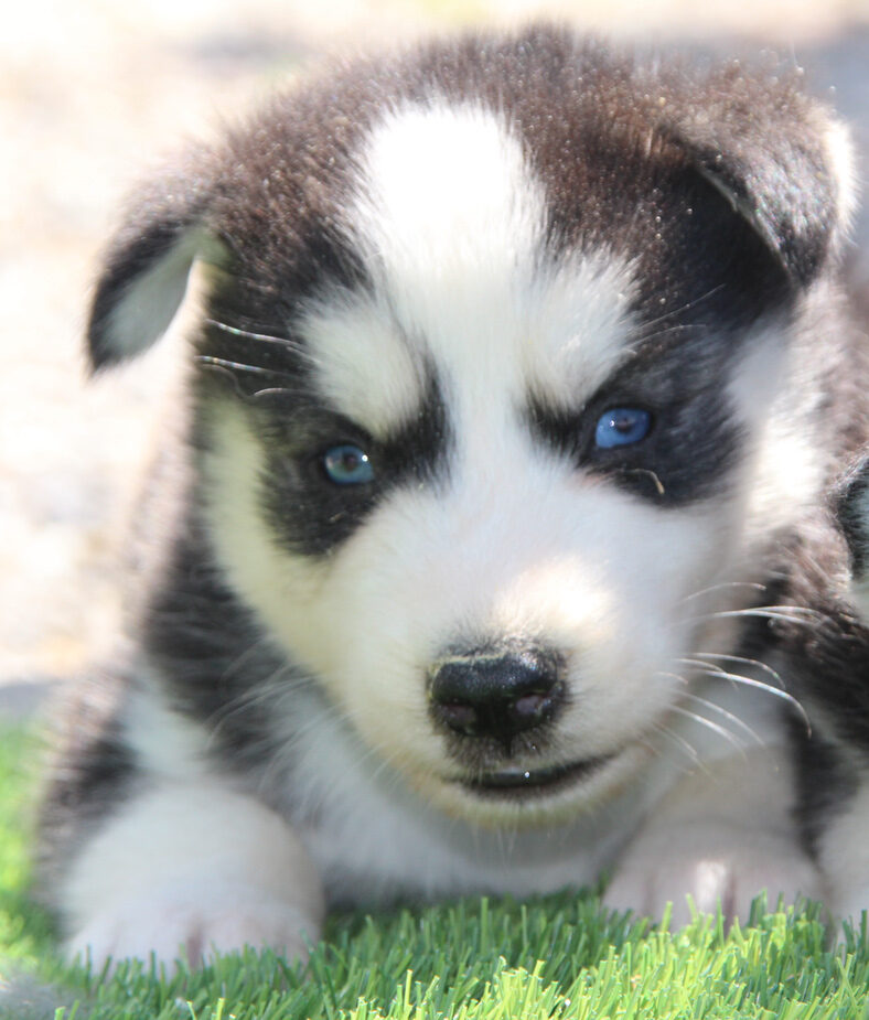 compra cachorros husky