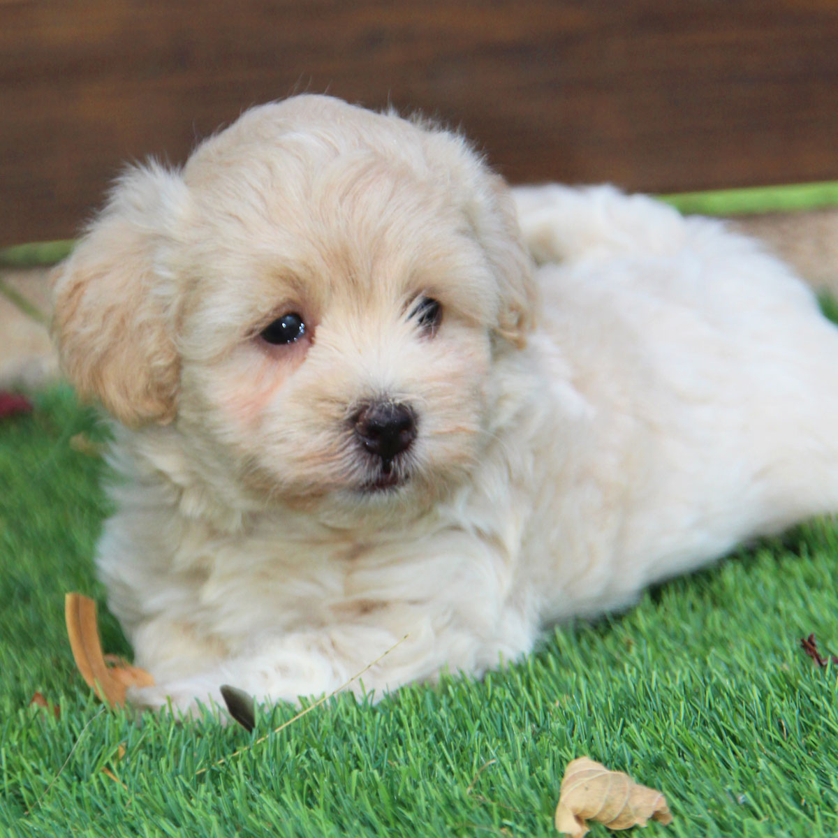 Comprar MALTIPOO cachorros en venta | Criadero Casachata