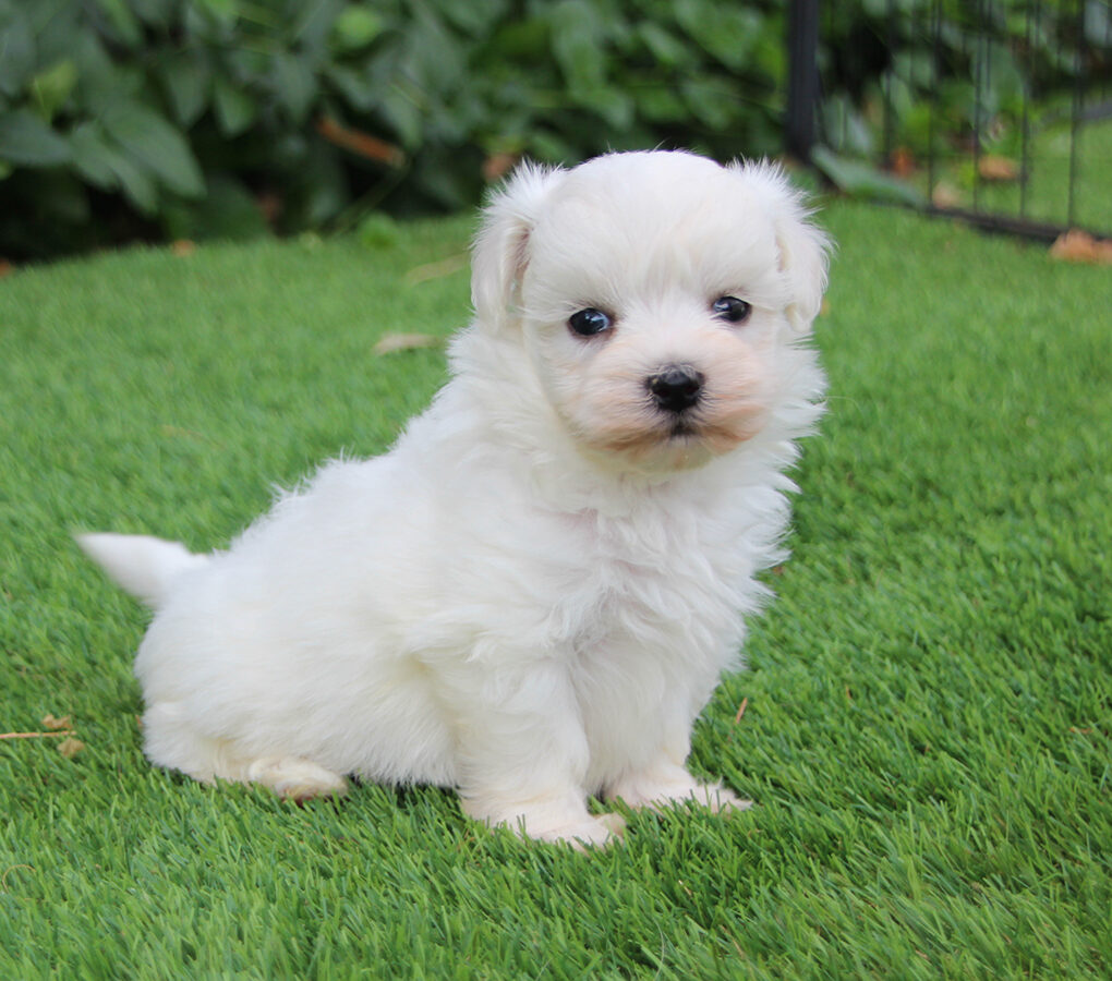 criadero de cachorro bichon maltes