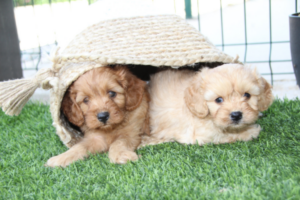 caniche enano