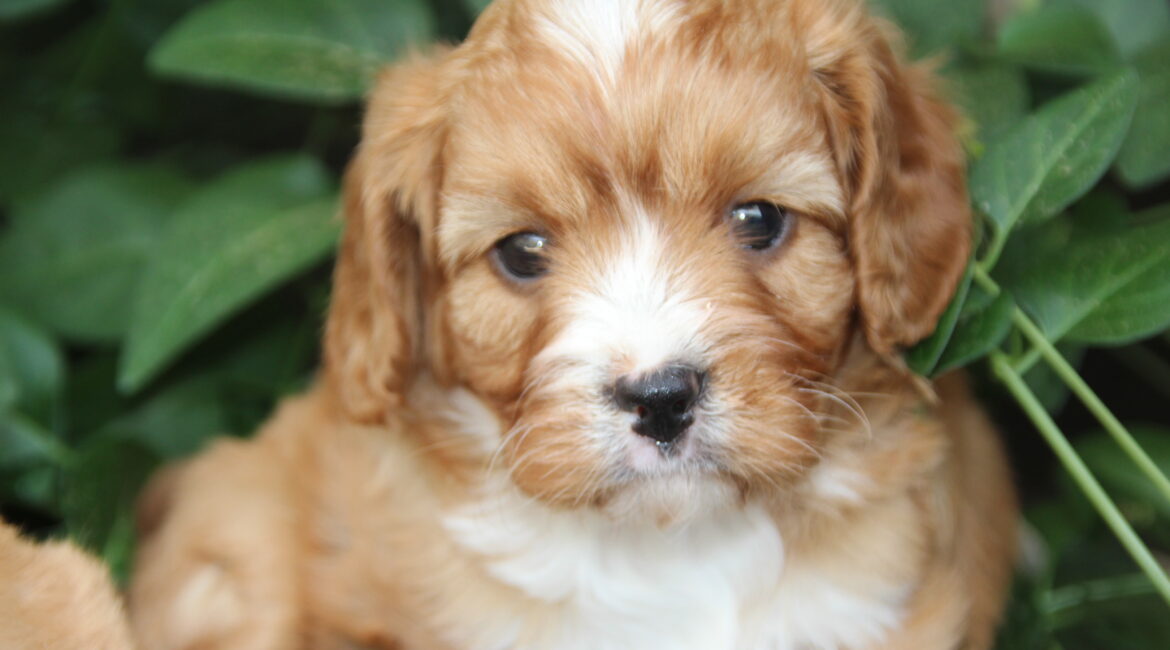 mestizo terrier