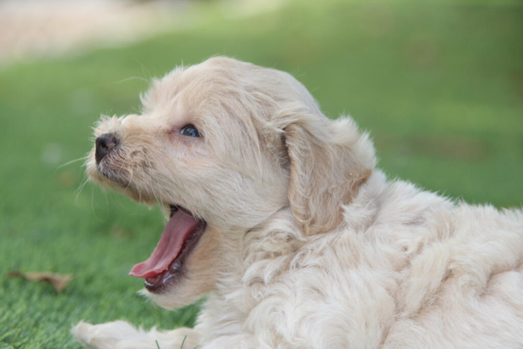 maltipoo