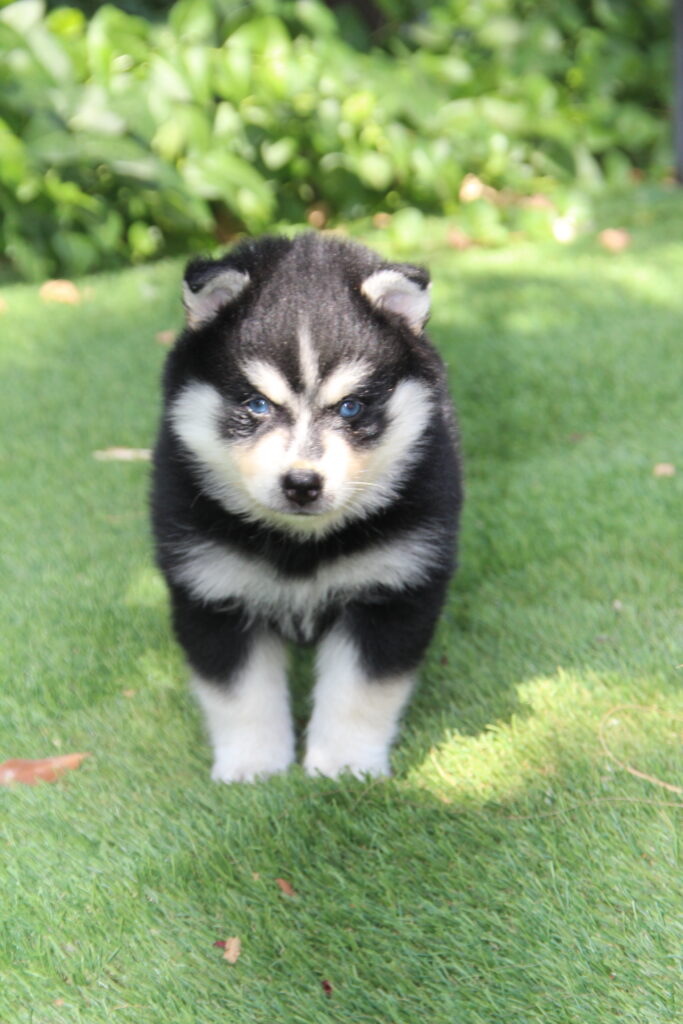Pomsky 