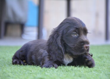 Un pequeño muy alegre: El Cocker Spaniel