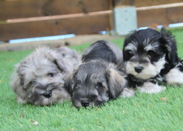 Schnauzer miniatura: Un perro guardián