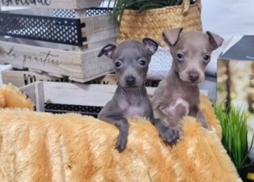 Cómo enseñar a tu cachorro dónde hacer sus necesidades