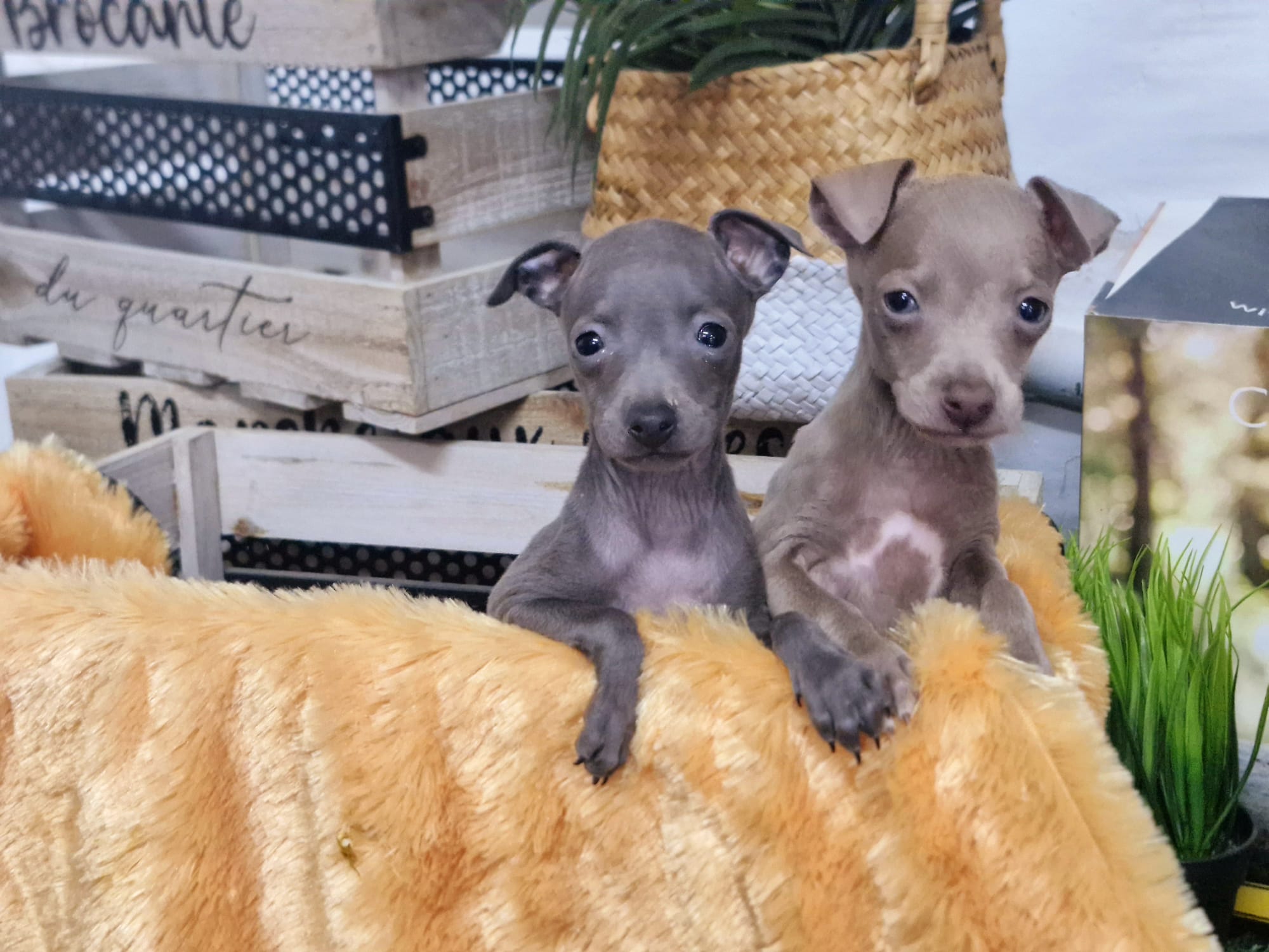 Cómo enseñar a tu cachorro dónde hacer sus necesidades