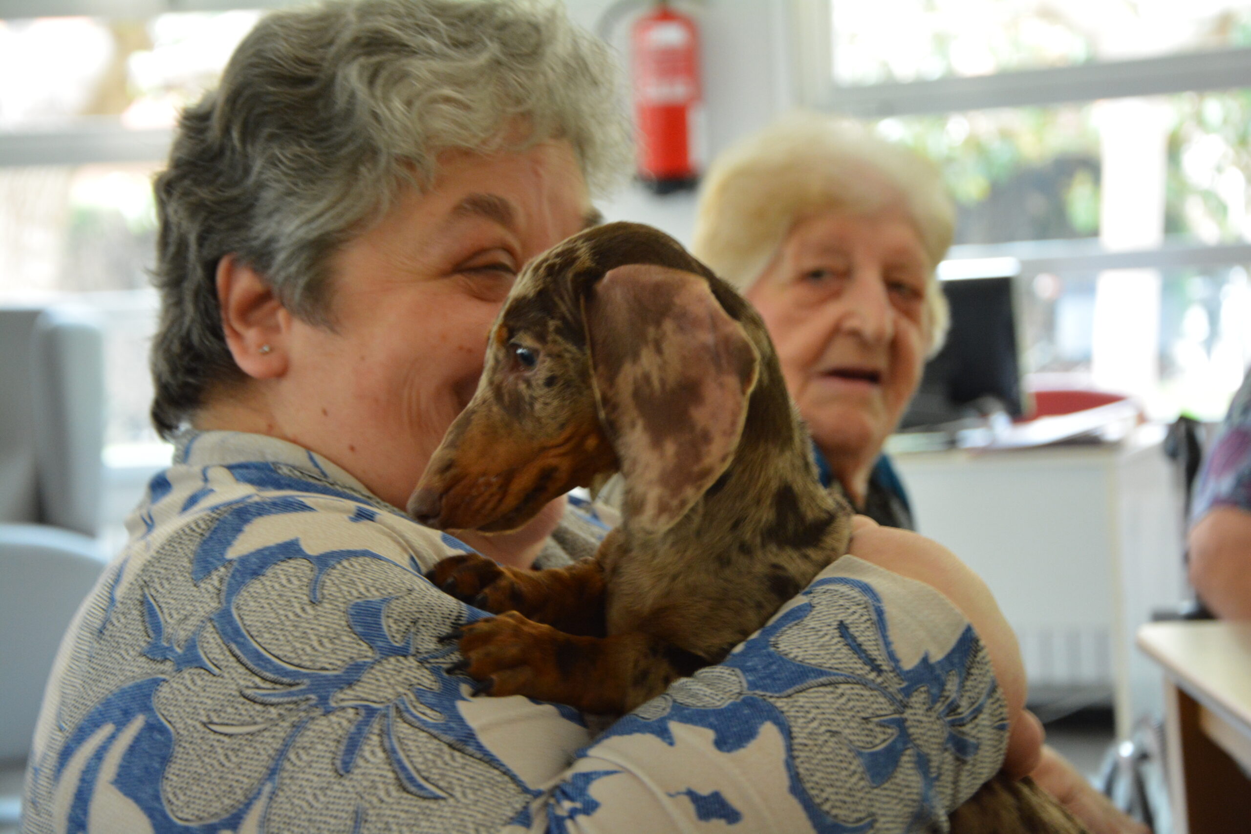 Beneficios del contacto entre cachorros y personas mayores