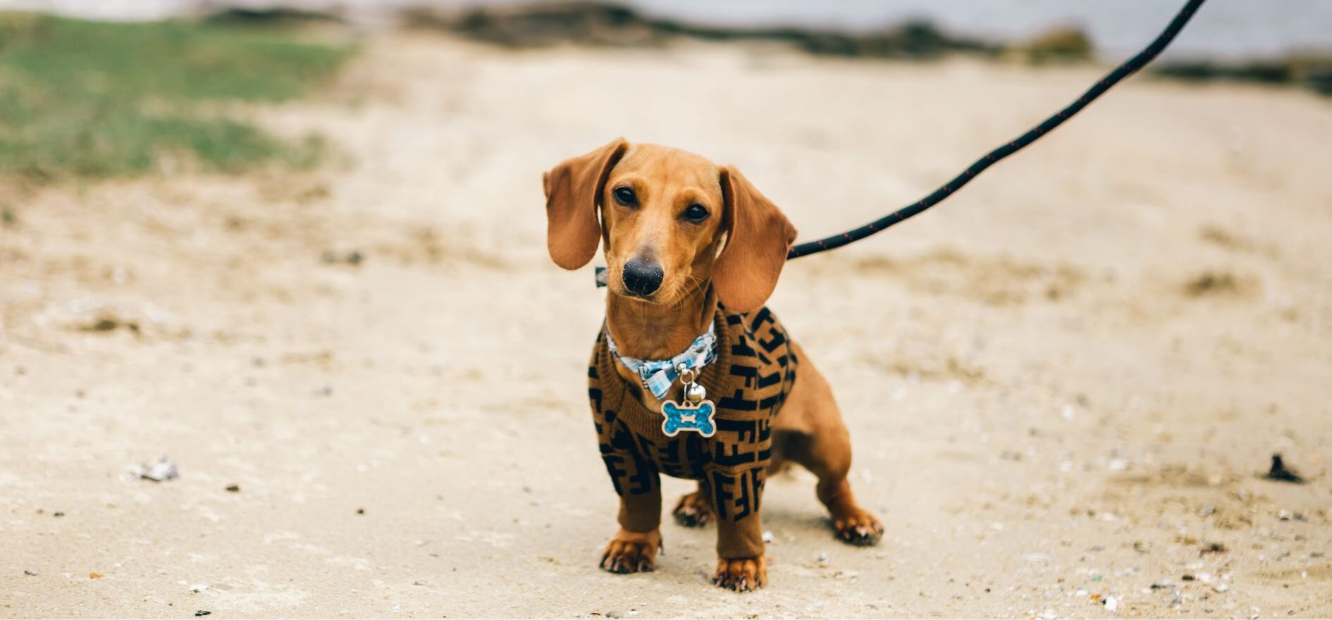 5 destinos «pet-friendly» para este verano