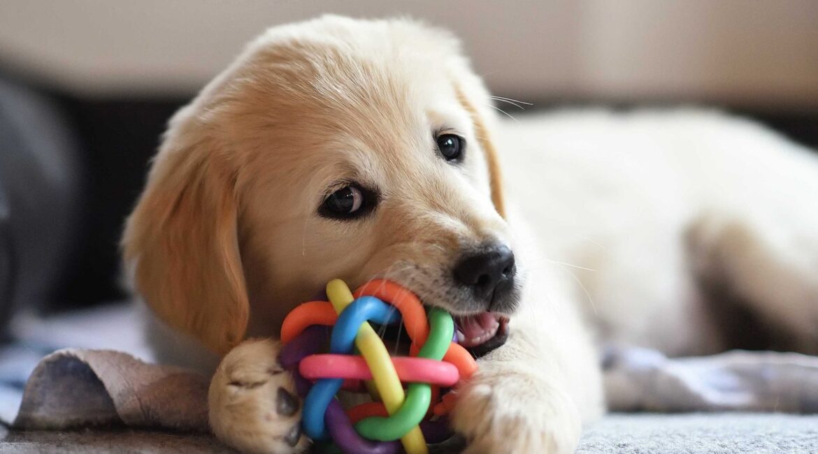 Cachorro golden retriever jugando con un mordedor