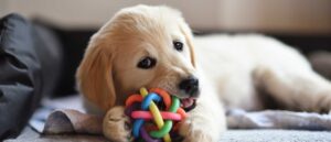 Cachorro golden retriever jugando con un mordedor