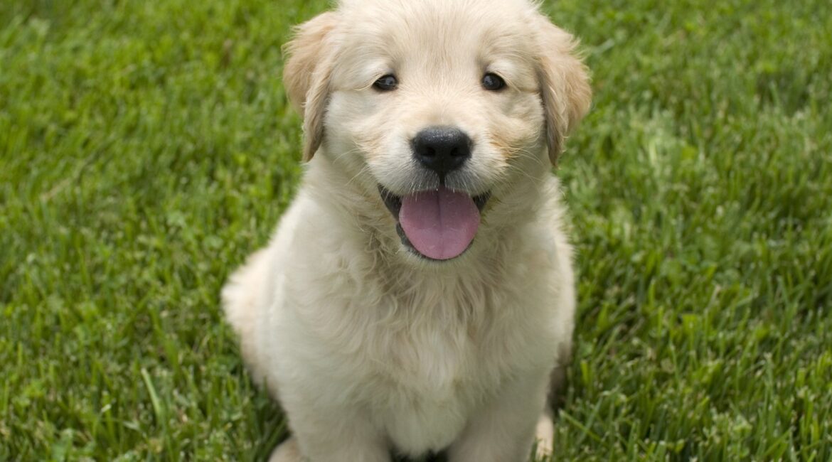 Cachorro de golden retriever sentado sobre el césped