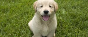 Cachorro de golden retriever sentado sobre el césped