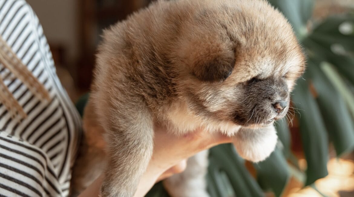 Cachorro pequeño en brazos durante una socialización tranquila