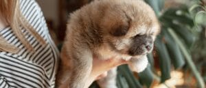 Cachorro pequeño en brazos durante una socialización tranquila