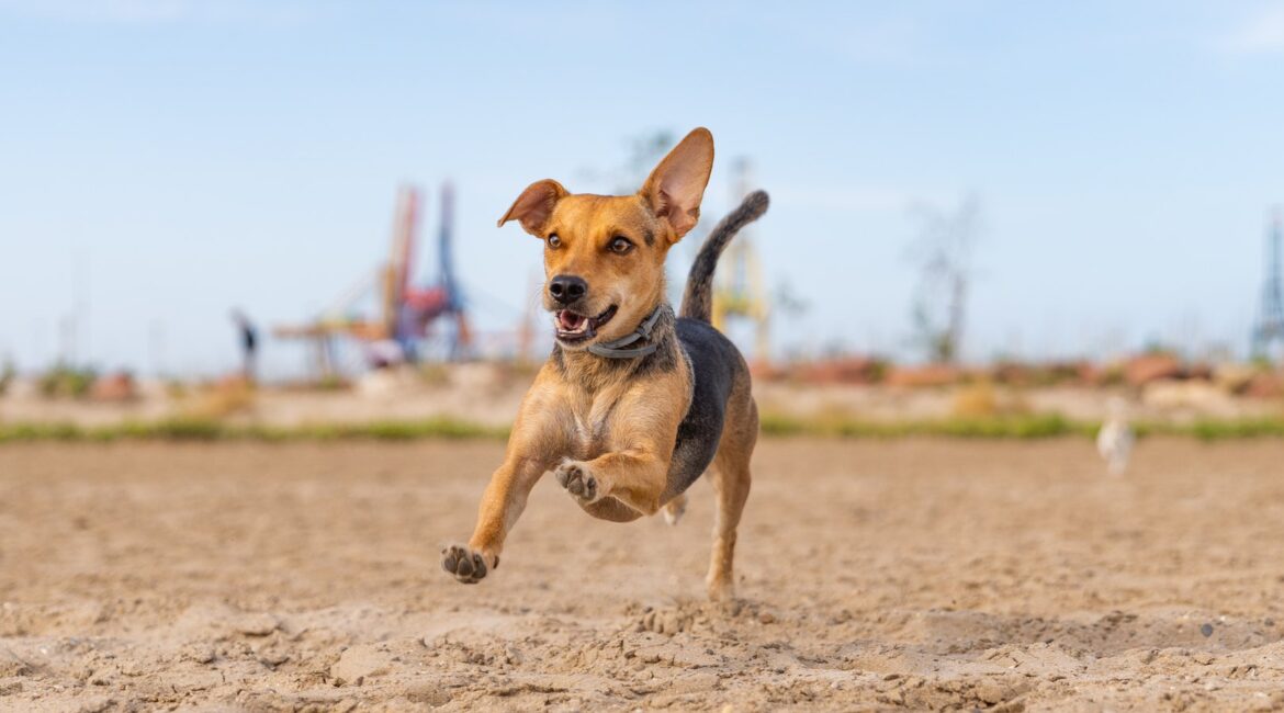 Perro corriendo sobre la arena