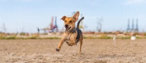 Perro corriendo sobre la arena
