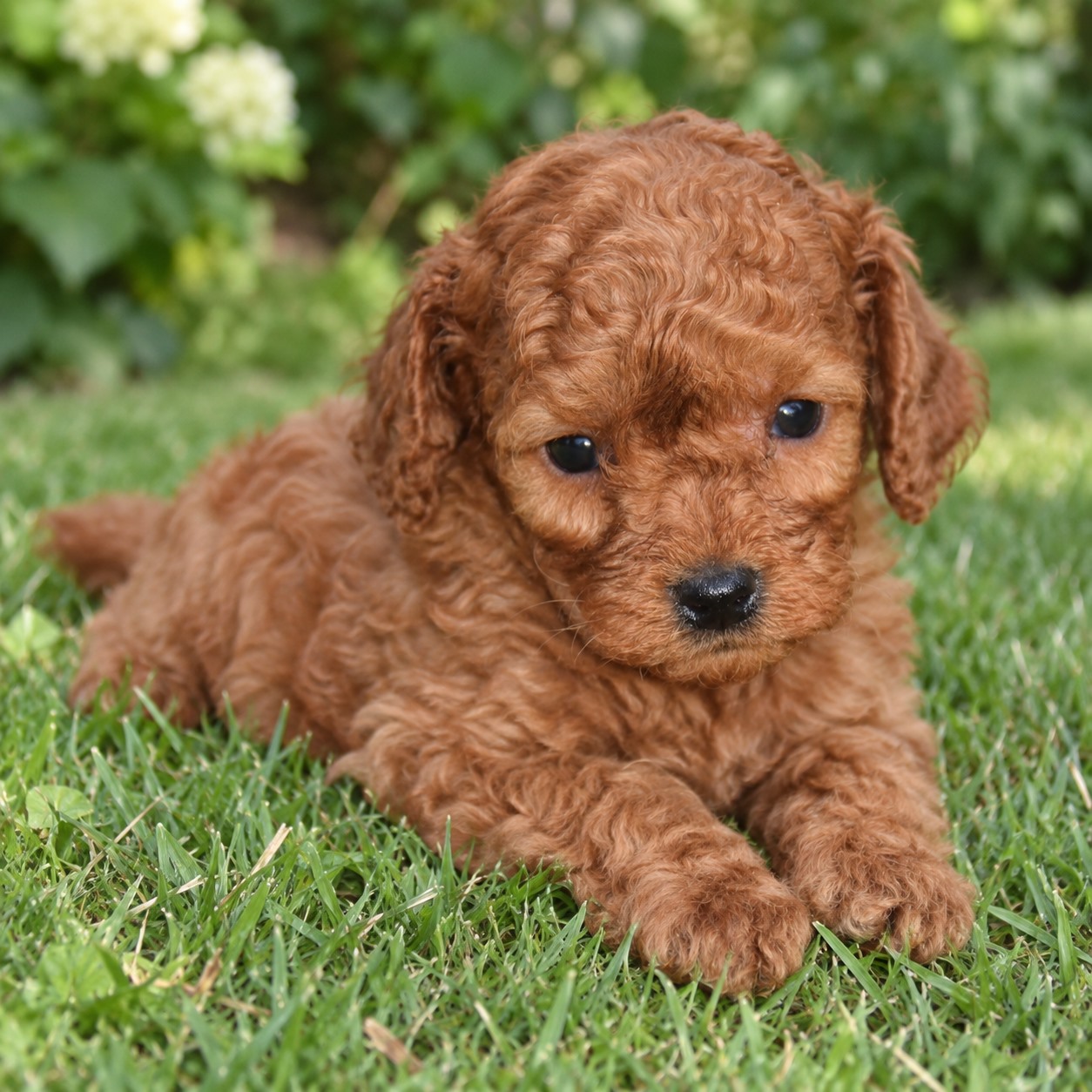 04-caniche-tumbado