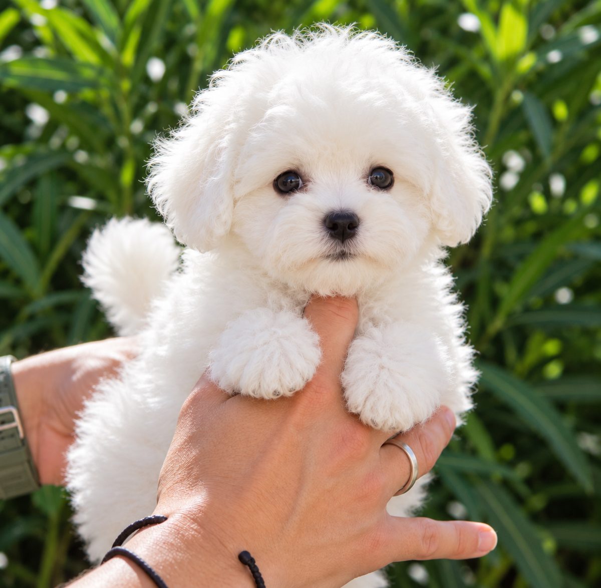 bichon_frise_WEB_FINAL_menos_2MB