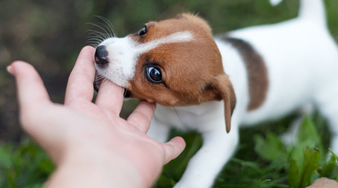 Cachorro mordiendo suavemente una mano durante el juego