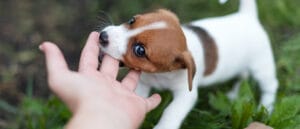 Cachorro mordiendo suavemente una mano durante el juego