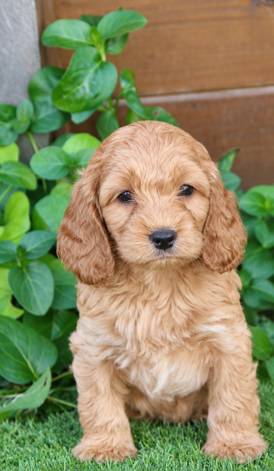 cockapoo-01-sentado-retocada