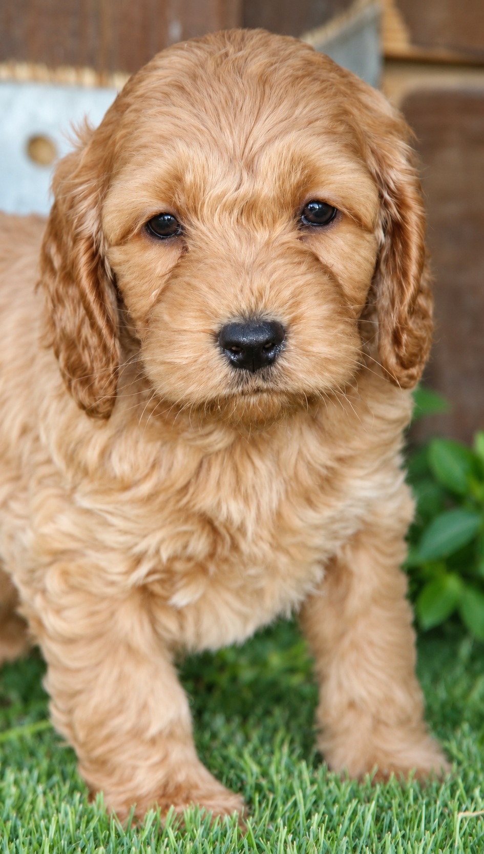 cockapoo-02-frontal-retocada