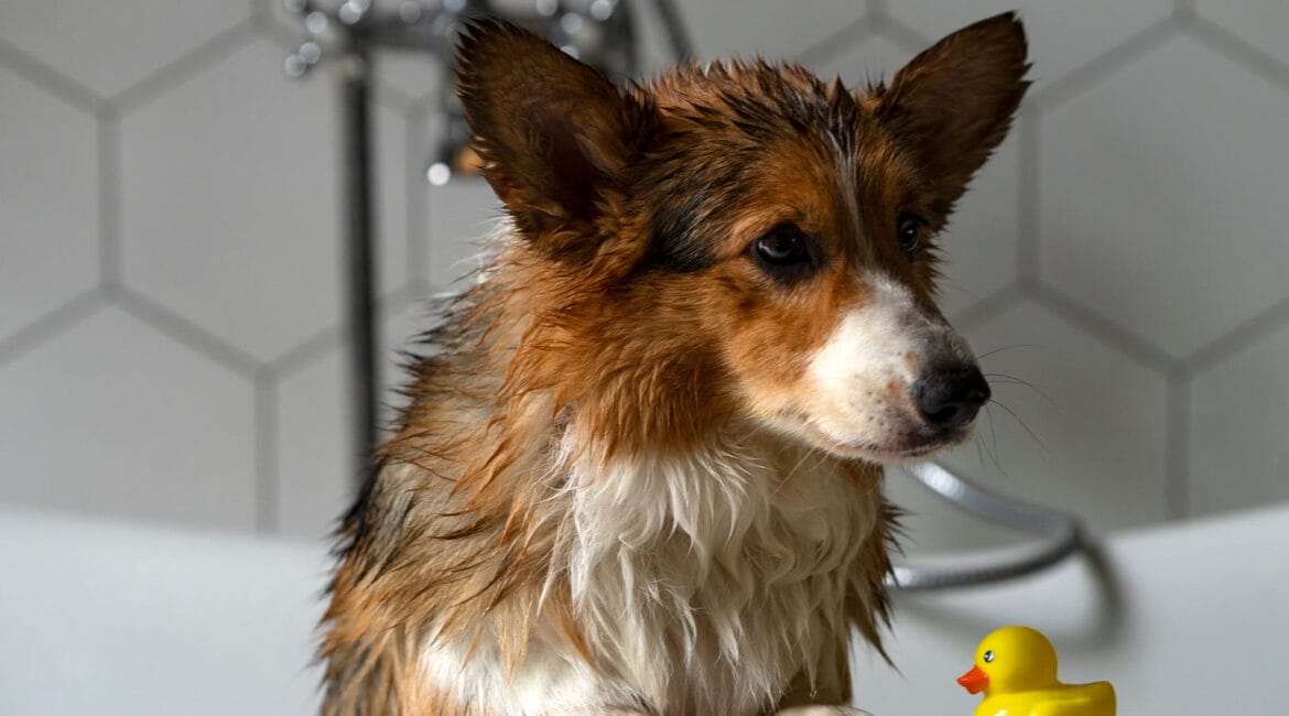 Cachorro mojado en la bañera durante su primer baño
