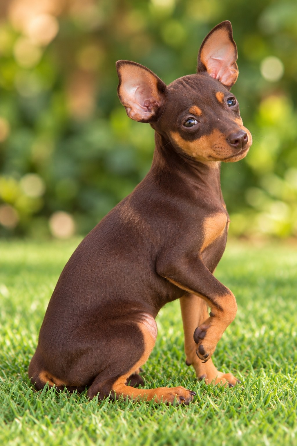 pinscher_chocolate_casachata