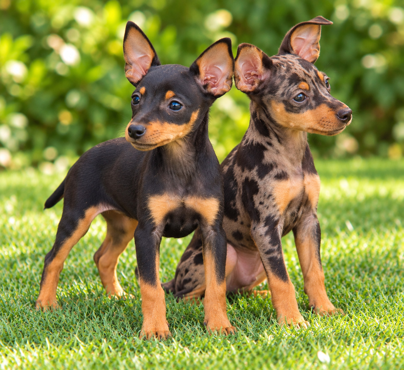 pinscher_dos_cachorros_web