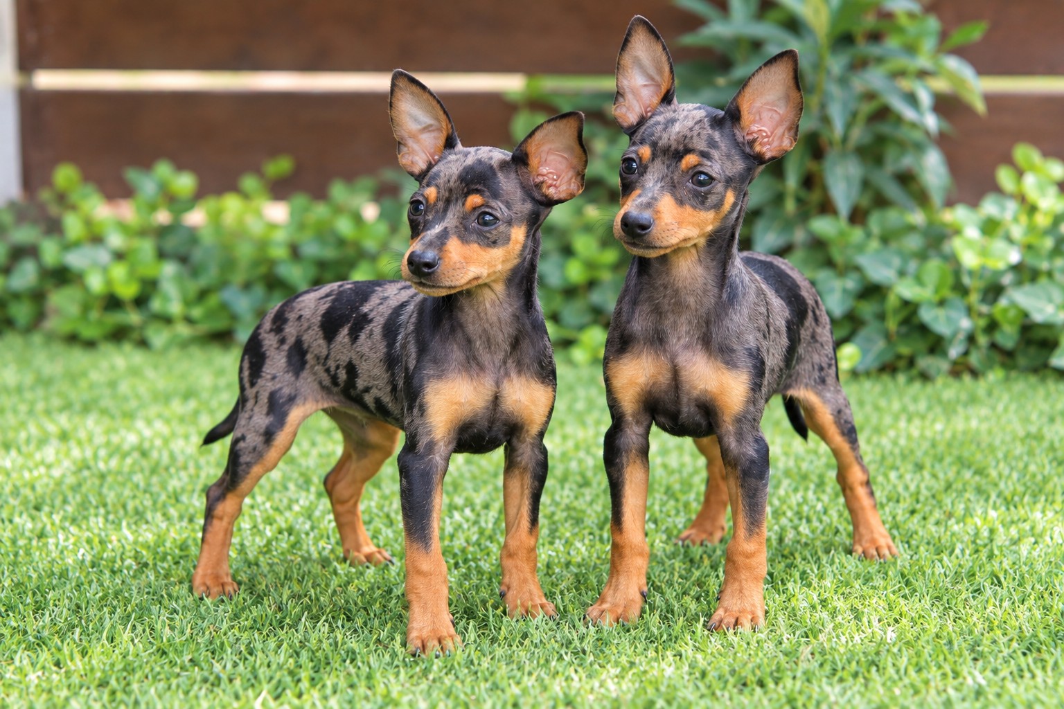 pinscher_miniatura_casachata