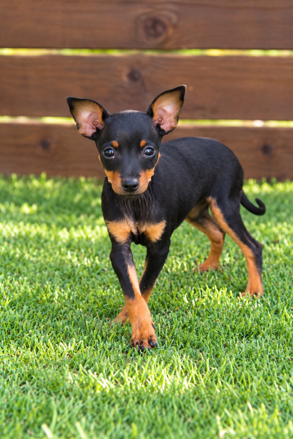 pinscher_portada_casachata