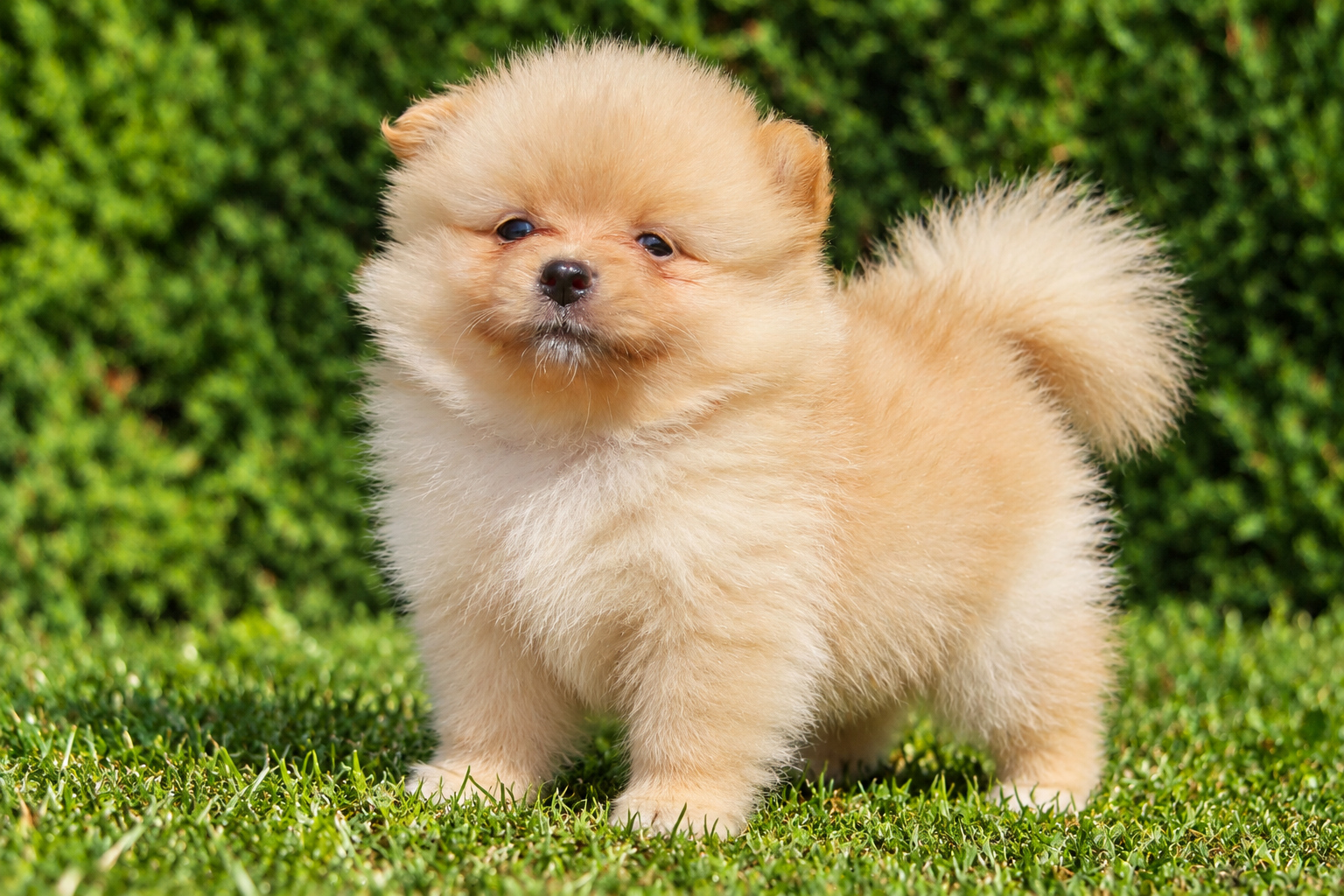 pomerania_03_casachata