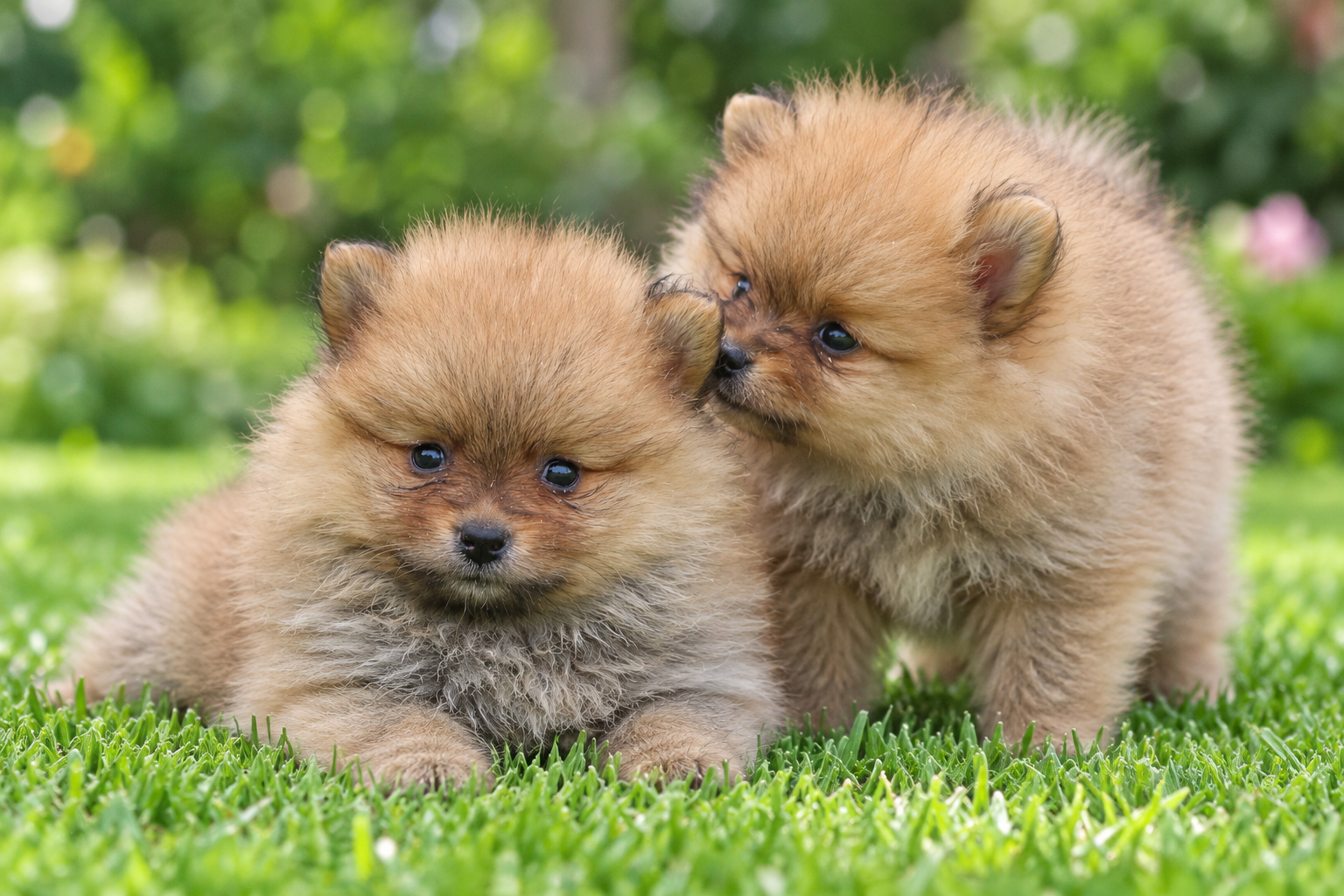 pomerania_05_casachata