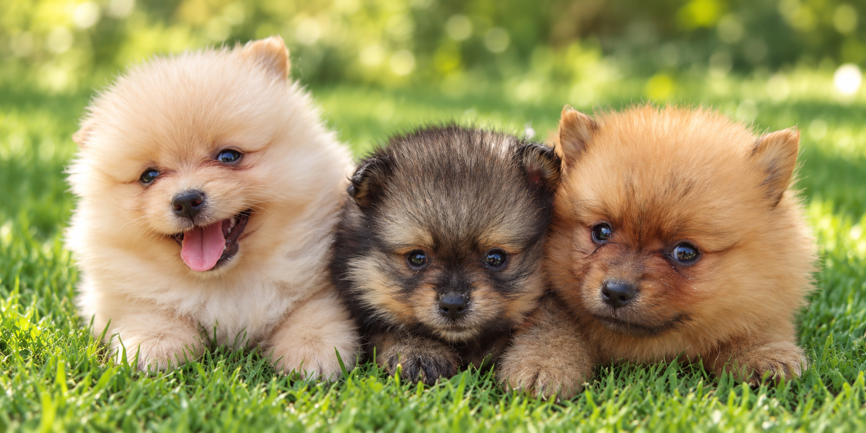 pomerania_06_casachata