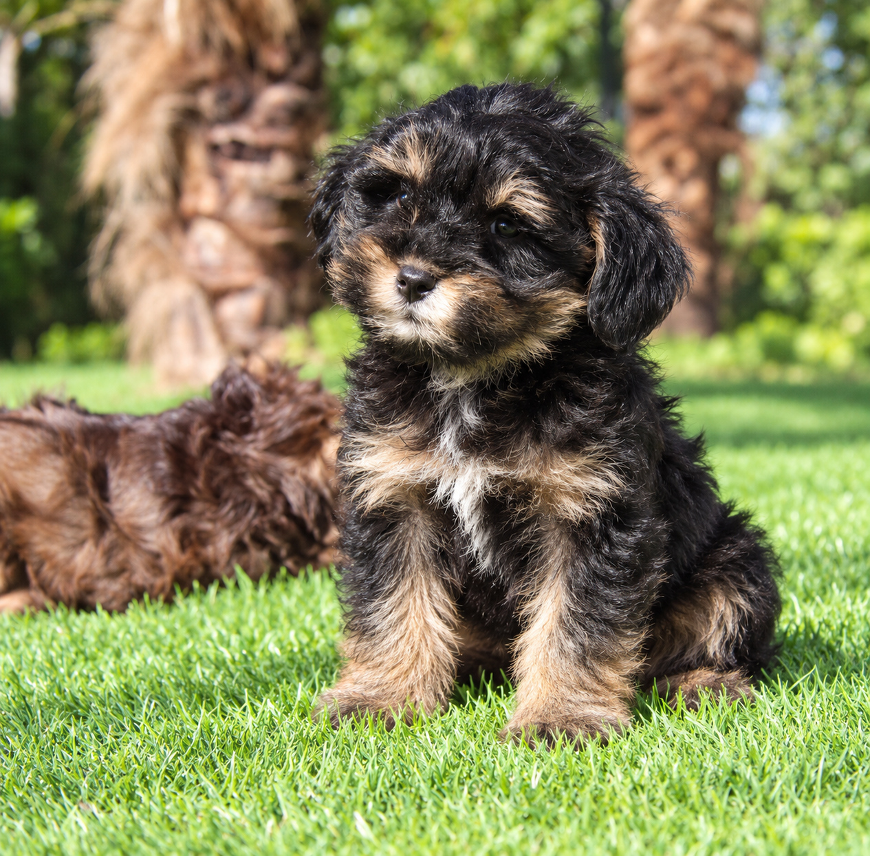 schnoodle_02_casachata