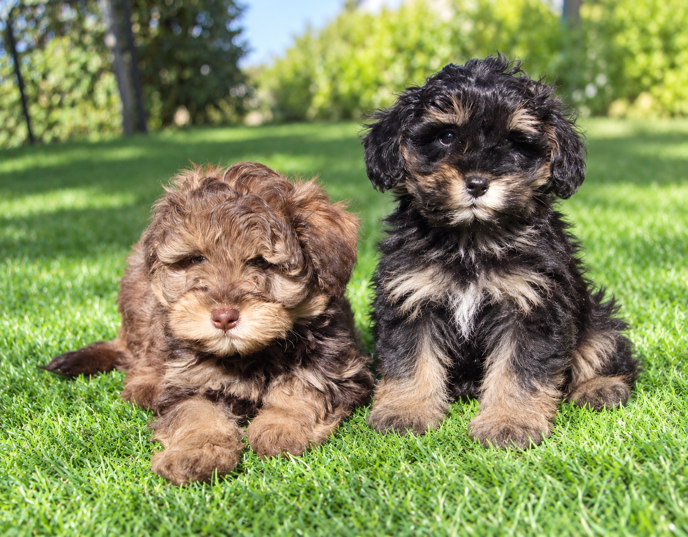 schnoodle_03_casachata