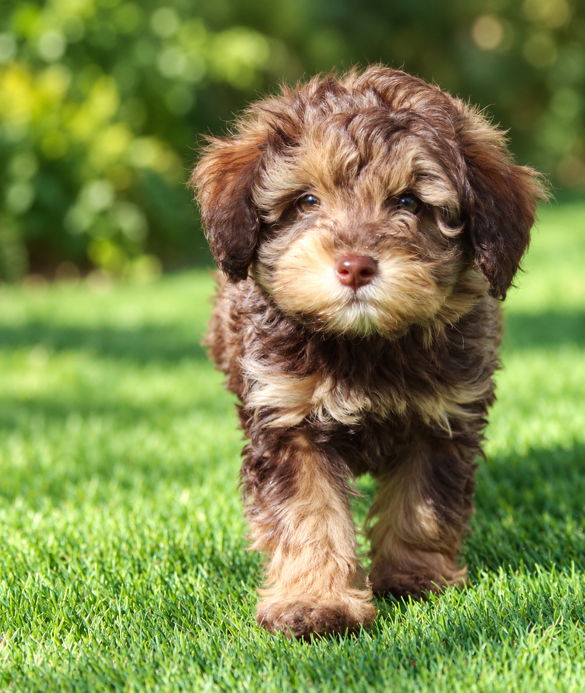 schnoodle_04_casachata