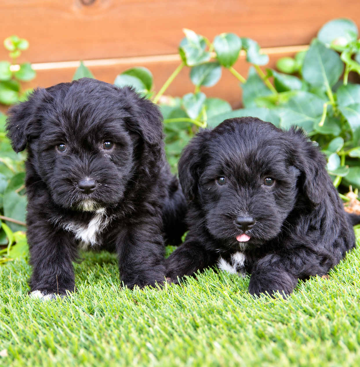 schnoodle_05_casachata